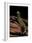 Ambystoma Tigrinum Tigrinum (Tiger Salamander)-Paul Starosta-Framed Photographic Print