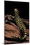 Ambystoma Tigrinum Tigrinum (Tiger Salamander)-Paul Starosta-Mounted Photographic Print