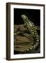 Ambystoma Tigrinum Tigrinum (Tiger Salamander)-Paul Starosta-Framed Photographic Print