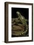 Ambystoma Tigrinum Tigrinum (Tiger Salamander)-Paul Starosta-Framed Photographic Print