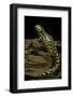Ambystoma Tigrinum Tigrinum (Tiger Salamander)-Paul Starosta-Framed Photographic Print