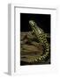 Ambystoma Tigrinum Tigrinum (Tiger Salamander)-Paul Starosta-Framed Photographic Print