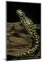 Ambystoma Tigrinum Tigrinum (Tiger Salamander)-Paul Starosta-Mounted Photographic Print