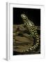 Ambystoma Tigrinum Tigrinum (Tiger Salamander)-Paul Starosta-Framed Photographic Print