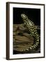 Ambystoma Tigrinum Tigrinum (Tiger Salamander)-Paul Starosta-Framed Photographic Print