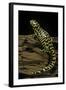 Ambystoma Tigrinum Tigrinum (Tiger Salamander)-Paul Starosta-Framed Photographic Print