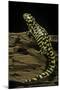 Ambystoma Tigrinum Tigrinum (Tiger Salamander)-Paul Starosta-Mounted Photographic Print