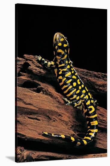 Ambystoma Tigrinum Tigrinum (Tiger Salamander)-Paul Starosta-Stretched Canvas