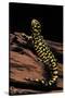 Ambystoma Tigrinum Tigrinum (Tiger Salamander)-Paul Starosta-Stretched Canvas