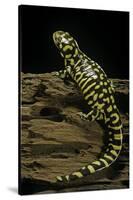 Ambystoma Tigrinum Tigrinum (Tiger Salamander)-Paul Starosta-Stretched Canvas