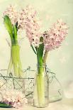 Spring Hyacinth Flowers in Vintage Glass Bottles-Amd Images-Photographic Print