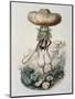 Wood Mount