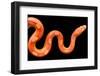 Amel Motley Corn Snake Isolated on Black Background-iLight photo-Framed Photographic Print