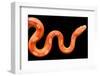 Amel Motley Corn Snake Isolated on Black Background-iLight photo-Framed Photographic Print