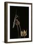 Ameles Decolor (Praying Mantis)-Paul Starosta-Framed Premium Photographic Print