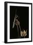 Ameles Decolor (Praying Mantis)-Paul Starosta-Framed Premium Photographic Print