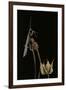 Ameles Decolor (Praying Mantis)-Paul Starosta-Framed Premium Photographic Print
