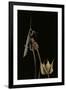 Ameles Decolor (Praying Mantis)-Paul Starosta-Framed Premium Photographic Print