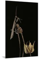 Ameles Decolor (Praying Mantis)-Paul Starosta-Mounted Premium Photographic Print