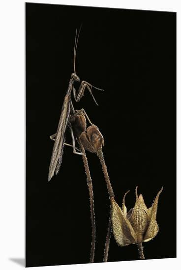 Ameles Decolor (Praying Mantis)-Paul Starosta-Mounted Premium Photographic Print