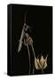 Ameles Decolor (Praying Mantis)-Paul Starosta-Framed Stretched Canvas