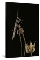 Ameles Decolor (Praying Mantis)-Paul Starosta-Framed Stretched Canvas