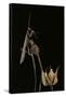 Ameles Decolor (Praying Mantis)-Paul Starosta-Framed Stretched Canvas
