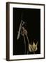 Ameles Decolor (Praying Mantis)-Paul Starosta-Framed Photographic Print