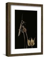 Ameles Decolor (Praying Mantis)-Paul Starosta-Framed Photographic Print