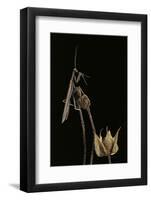 Ameles Decolor (Praying Mantis)-Paul Starosta-Framed Photographic Print