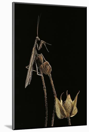 Ameles Decolor (Praying Mantis)-Paul Starosta-Mounted Photographic Print