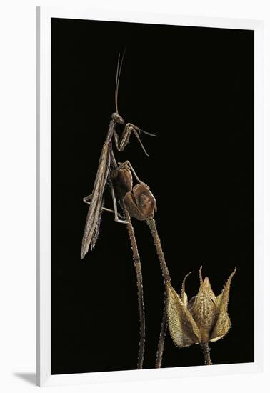 Ameles Decolor (Praying Mantis)-Paul Starosta-Framed Photographic Print