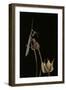 Ameles Decolor (Praying Mantis)-Paul Starosta-Framed Photographic Print