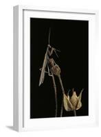 Ameles Decolor (Praying Mantis)-Paul Starosta-Framed Photographic Print