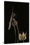 Ameles Decolor (Praying Mantis)-Paul Starosta-Stretched Canvas
