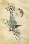 A Fairy Reclining on a Dragonfly-Amelia Jane Murray-Giclee Print