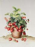 Basket of Vegetables and Radishes, 1995-Amelia Kleiser-Framed Giclee Print