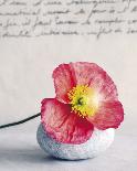 Pink Orchid-Amelie Vuillon-Art Print