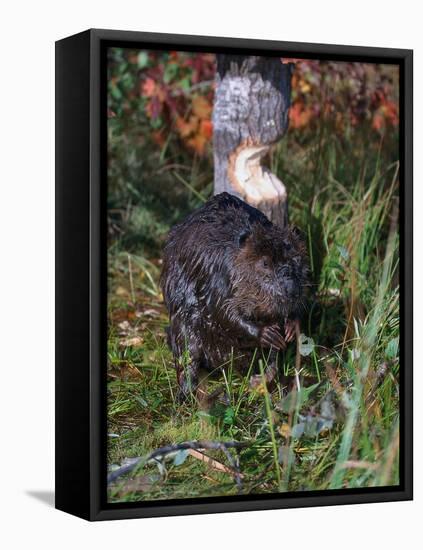 Amer Beaver and Chewed Tree, MN, Castor Canadens-Lynn M^ Stone-Framed Stretched Canvas