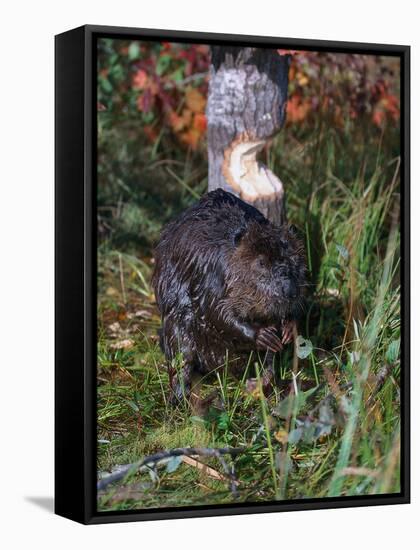 Amer Beaver and Chewed Tree, MN, Castor Canadens-Lynn M^ Stone-Framed Stretched Canvas