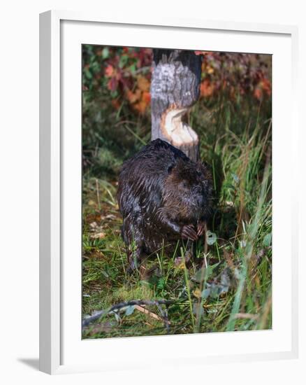 Amer Beaver and Chewed Tree, MN, Castor Canadens-Lynn M^ Stone-Framed Premium Photographic Print