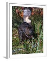 Amer Beaver and Chewed Tree, MN, Castor Canadens-Lynn M^ Stone-Framed Premium Photographic Print