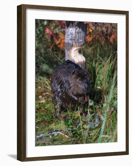 Amer Beaver and Chewed Tree, MN, Castor Canadens-Lynn M^ Stone-Framed Premium Photographic Print