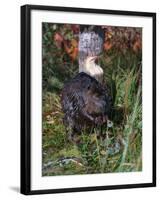 Amer Beaver and Chewed Tree, MN, Castor Canadens-Lynn M^ Stone-Framed Premium Photographic Print