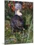 Amer Beaver and Chewed Tree, MN, Castor Canadens-Lynn M^ Stone-Mounted Premium Photographic Print