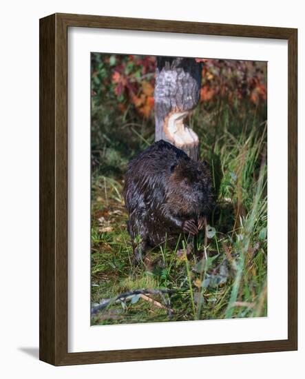 Amer Beaver and Chewed Tree, MN, Castor Canadens-Lynn M^ Stone-Framed Photographic Print