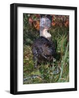 Amer Beaver and Chewed Tree, MN, Castor Canadens-Lynn M^ Stone-Framed Photographic Print