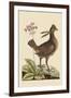 Amercan Partridge-Mark Catesby-Framed Art Print