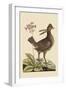 Amercan Partridge-Mark Catesby-Framed Art Print