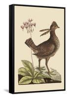 Amercan Partridge-Mark Catesby-Framed Stretched Canvas